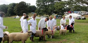 2 yealmpton show 300x147 - 2-yealmpton-show