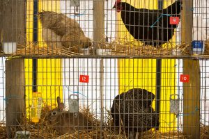 YEALMPTONSHOW 2017 32 300x200 - YEALMPTONSHOW_2017-32