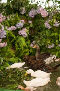 YEALMPTONSHOW 2017 63 200x300 - YEALMPTONSHOW_2017-63