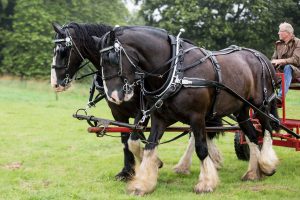 YEALMPTONSHOW 2017 76 300x200 - YEALMPTONSHOW_2017-76