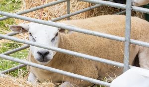 YEALMPTONSHOW 2017 83 e1525451207806 300x177 - YEALMPTONSHOW_2017-83