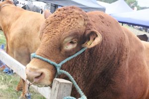 IMG 4112 300x200 - IMG_4112