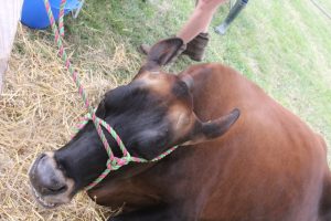 IMG 4127 300x200 - IMG_4127