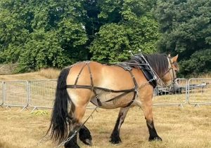 countryside 300x211 - countryside