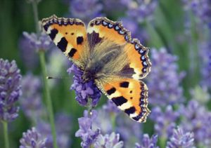 marquee 300x211 - marquee