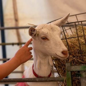 0H0A6948 300x300 - 0H0A6948