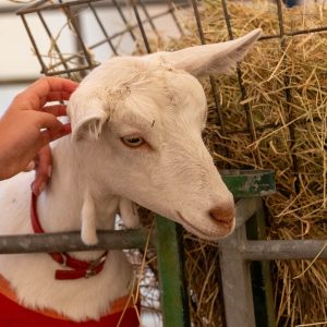 0H0A6949 300x300 - 0H0A6949