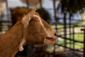 0H0A6950 300x200 - 0H0A6950