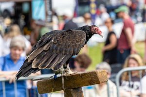 0H0A7372 300x200 - 0H0A7372