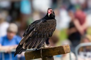 0H0A7374 300x200 - 0H0A7374