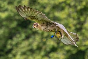 0H0A7413 300x200 - 0H0A7413