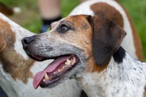 0H0A7461 300x200 - 0H0A7461