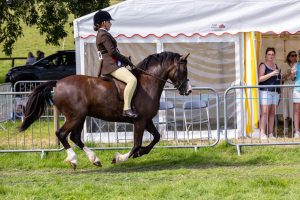 0H0A8113 300x200 - 0H0A8113