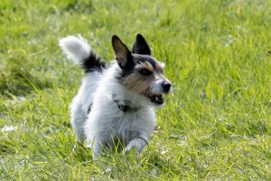 0H0A8280 300x200 - 0H0A8280