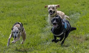 0H0A8321 Enhanced NR 300x180 - 0H0A8321-Enhanced-NR