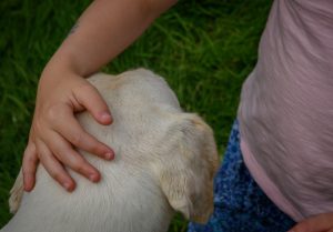 dpi 2 116 300x209 - dpi-2-116