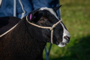 dpi 2 167 1 300x200 - dpi-2-167