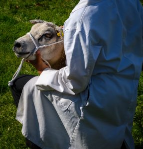 dpi 2 183 287x300 - dpi-2-183