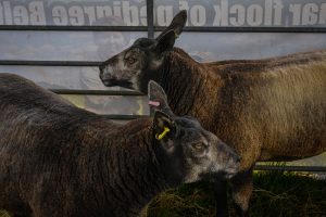 dpi 2 188 300x200 - dpi-2-188