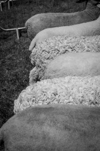 dpi 2 197 200x300 - dpi-2-197