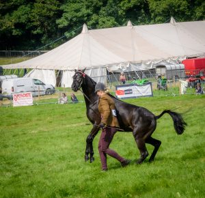 dpi 2 43 300x290 - dpi-2-43