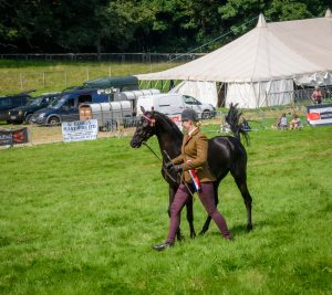 dpi 2 44 300x267 - dpi-2-44