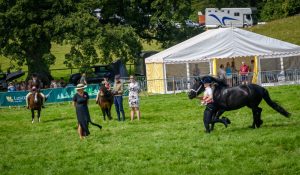 dpi 2 46 300x175 - dpi-2-46