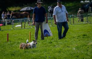 dpi 2 55 300x194 - dpi-2-55