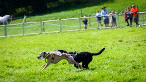 dpi 2 60 300x170 - dpi-2-60