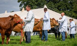 dpi 2 8 300x182 - dpi-2-8