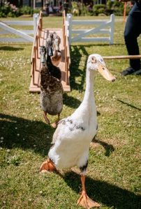 Come Bye 9 202x300 - Come Bye 9